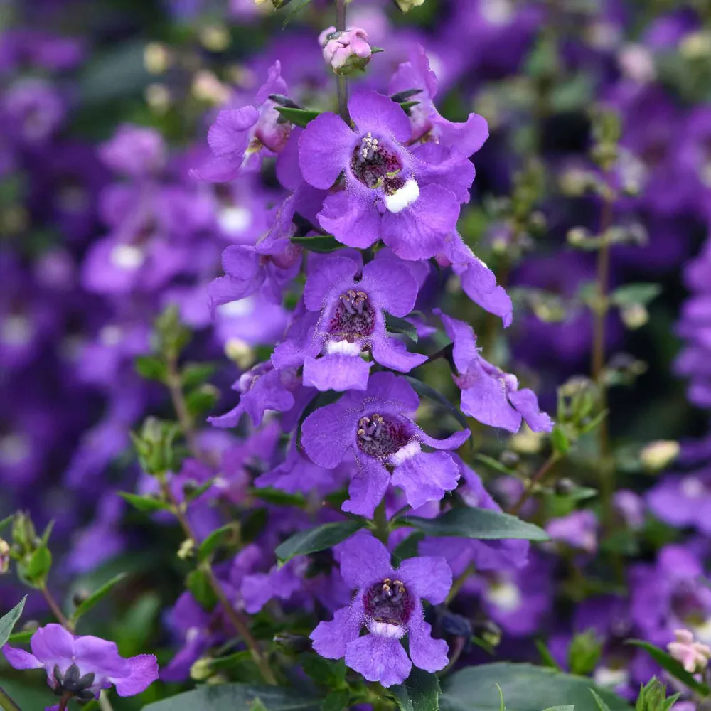 Serena Blue Angelonia Seeds - Summer Snapdragon Flower Seeds