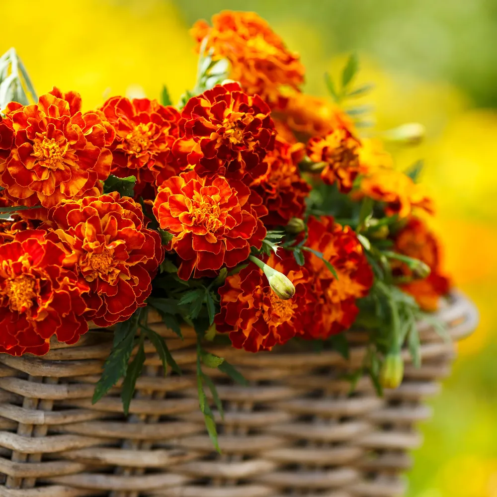 VEGSOW French Marigold Seeds - Harmony Variety