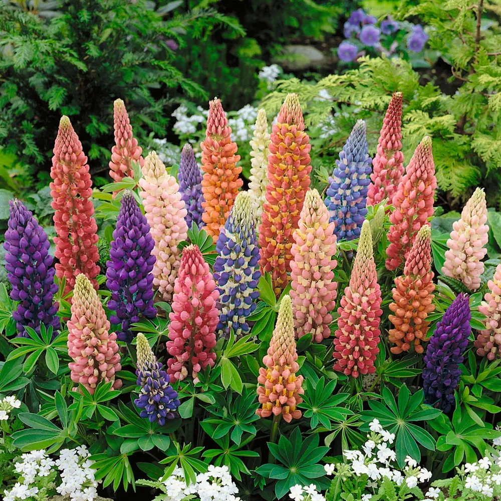 VEGSOW Russell Lupine Seeds - Minarette Dwarf Mix