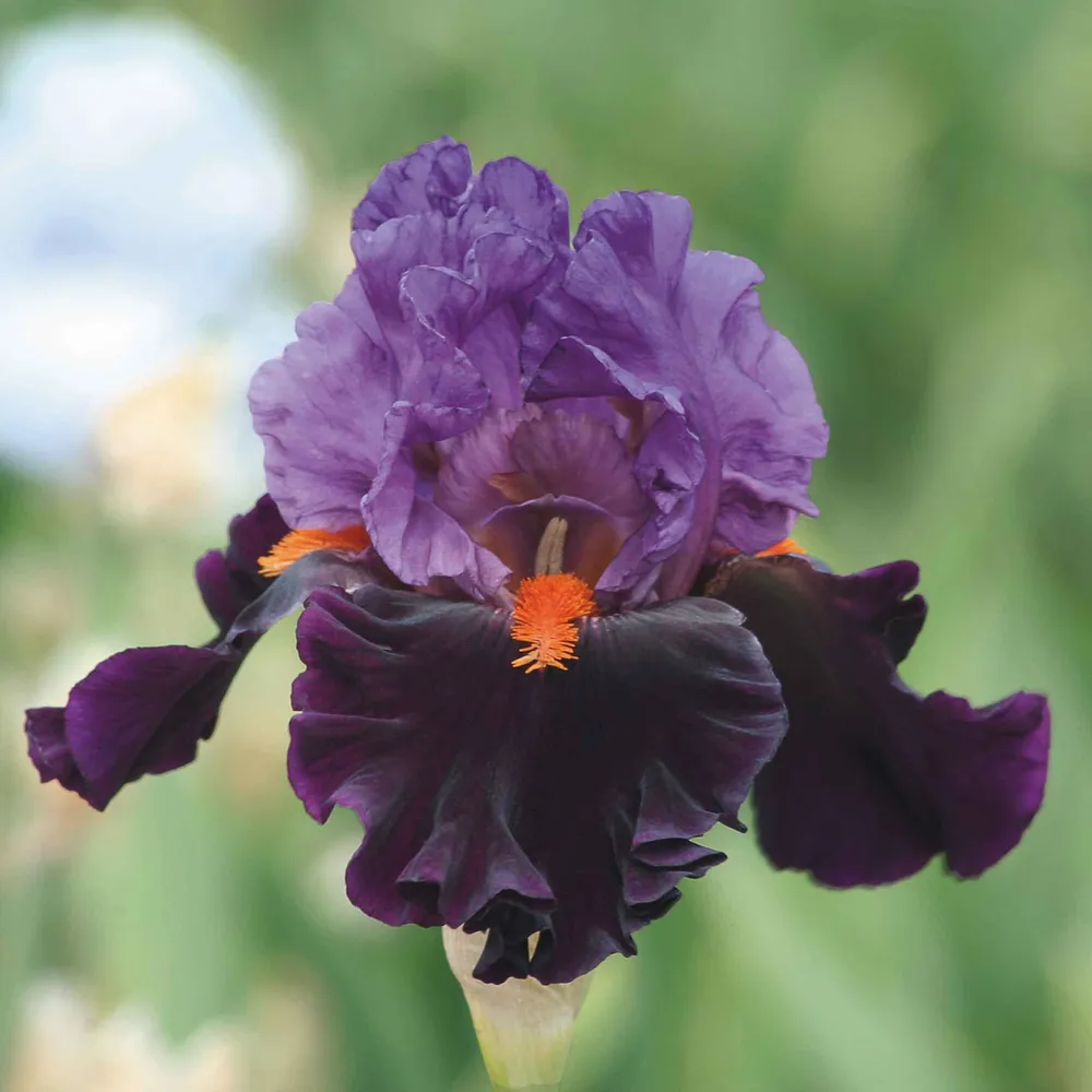 VEGSOW Bearded Iris Bulbs - Sharp Dressed Man
