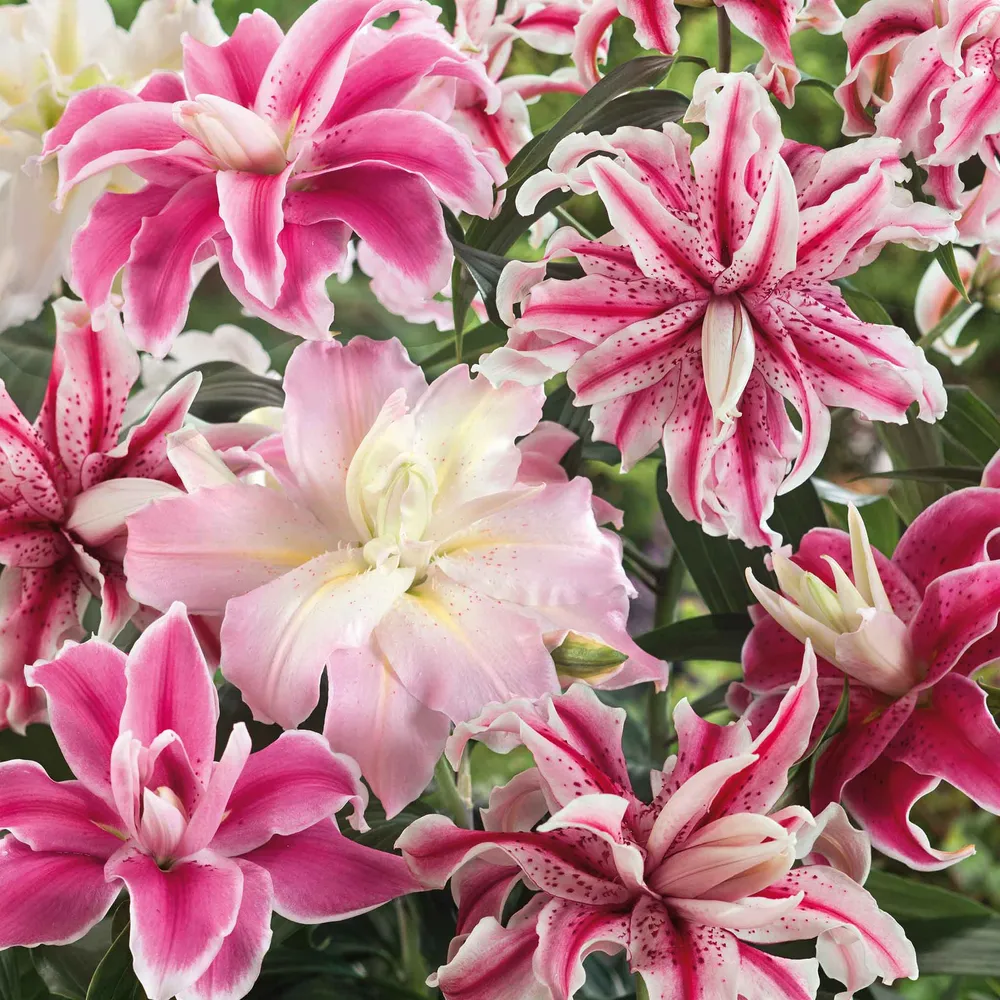 VEGSOW Double Oriental Lily Bulbs - Mixed Varieties