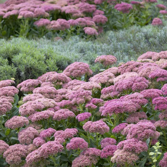 VEGSOW Sedum Roots - Autumn Joy Perennial Live Plant Roots