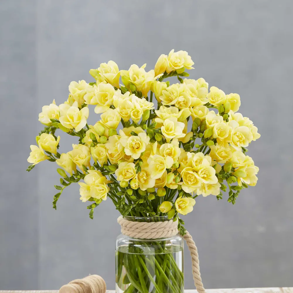 VEGSOW Double Lemon Freesia Bulbs - Fragrant Yellow Flowering Bulbs