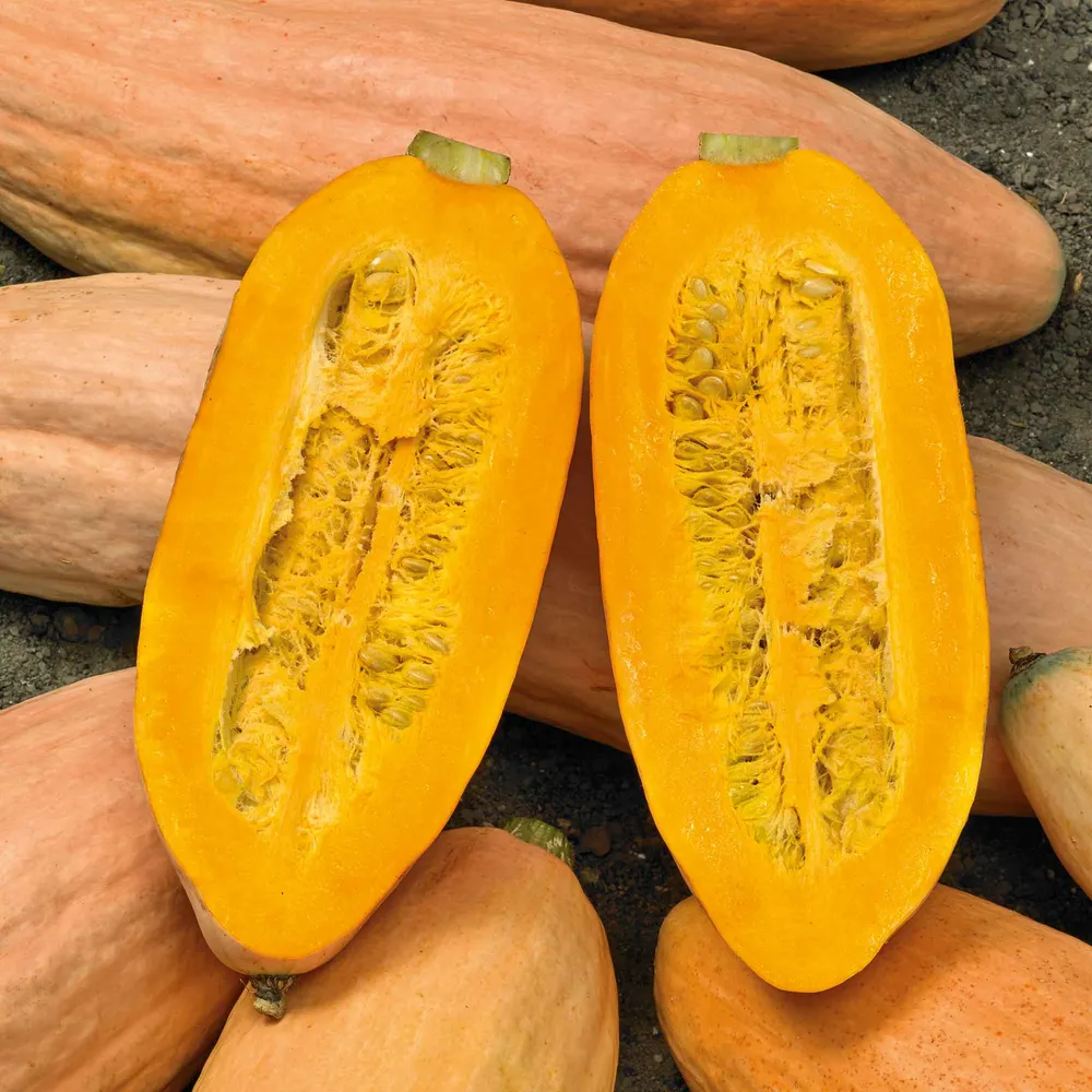 VEGSOW Pink Banana Jumbo Winter Squash Seeds - Heirloom Vegetable Seeds