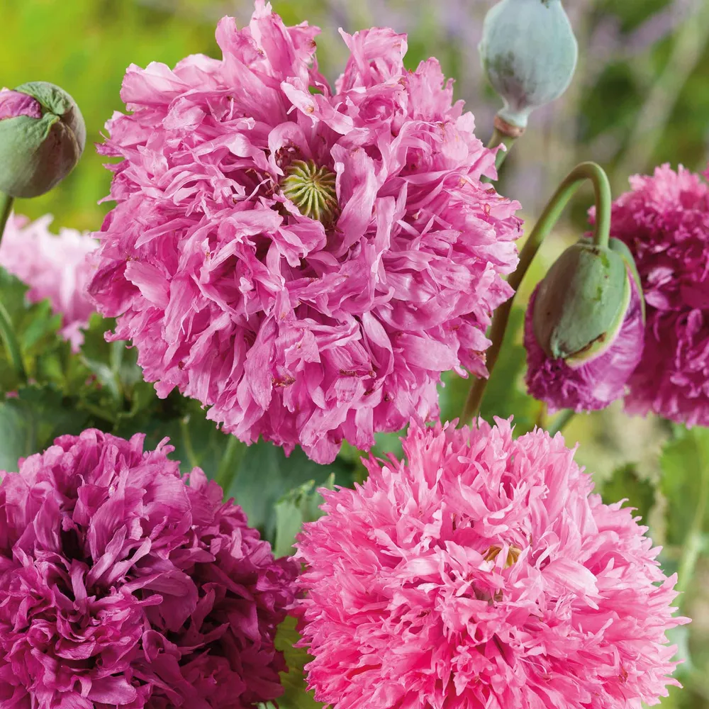 VEGSOW Pink Pompon Poppy Seeds - Heirloom Flower Mix