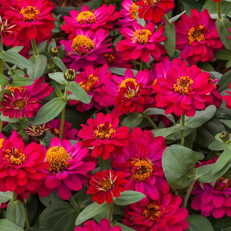 VEGSOW Profusion Double Hot Cherry Zinnia Seeds - Heat-Tolerant Annual Flower Seeds