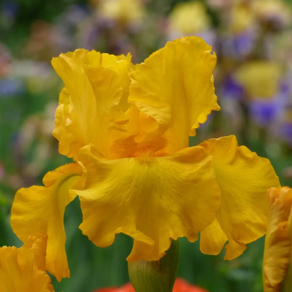 VEGSOW Bearded Iris Bulbs - Here Comes the Sun
