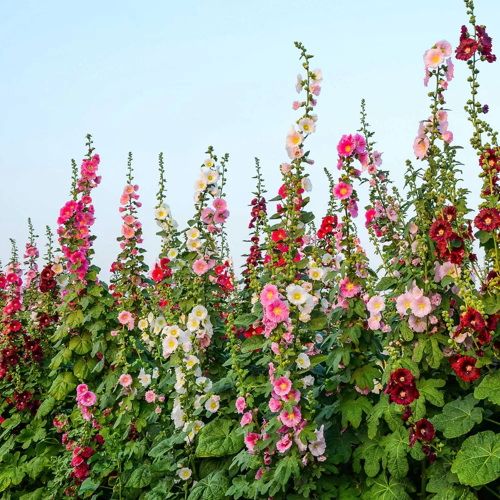 VEGSOW Hollyhock Seeds - Single Mix