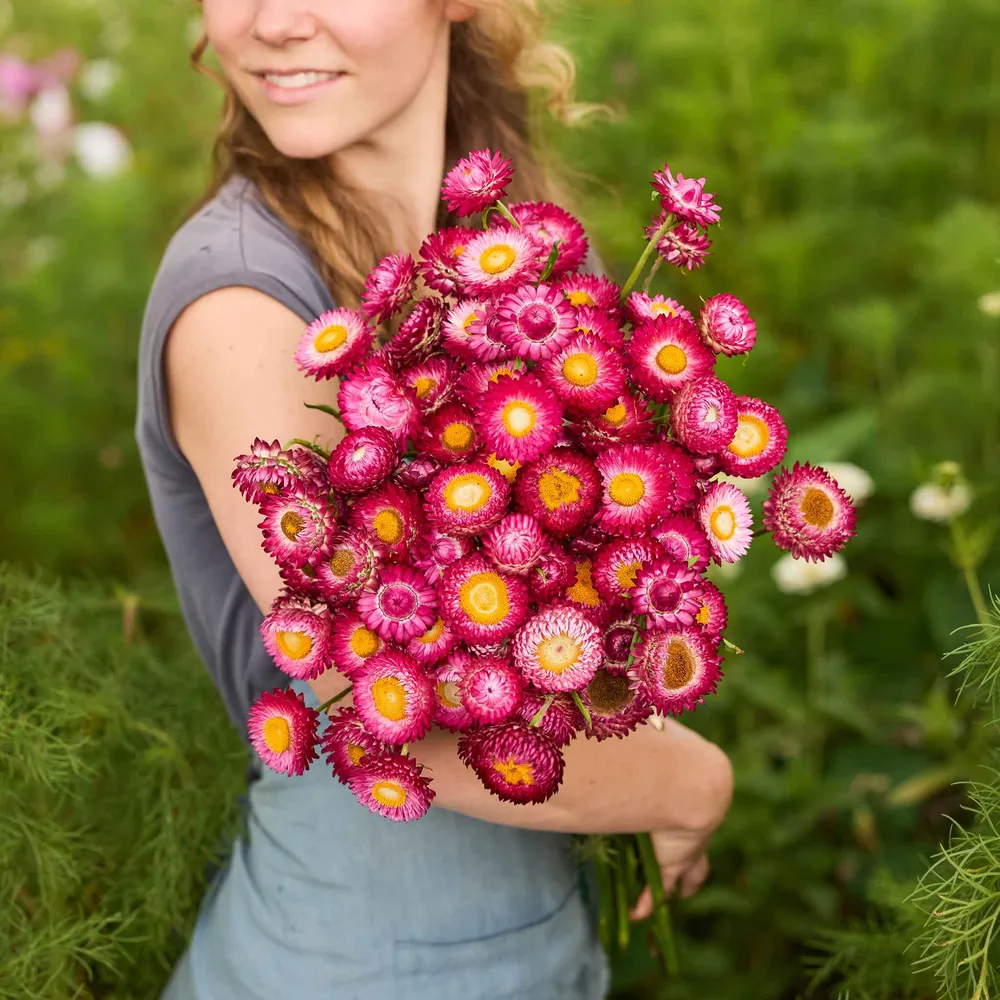 VEGSOW Purple Red Strawflower Seeds - Xerochrysum Bracteatum