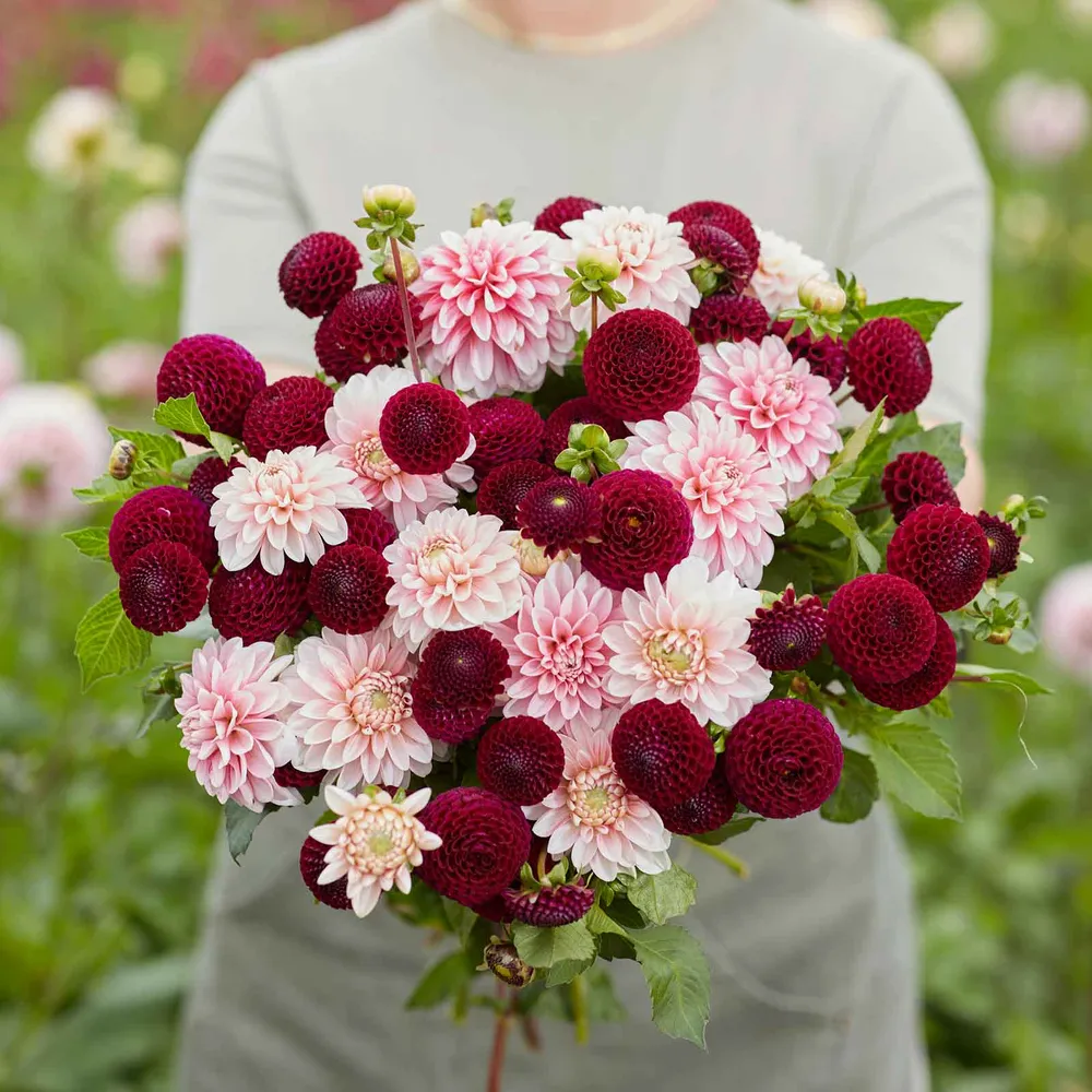 VEGSOW Scarlet Blush Dahlia Tubers - Dual-Tone Perennial Flower Bulbs