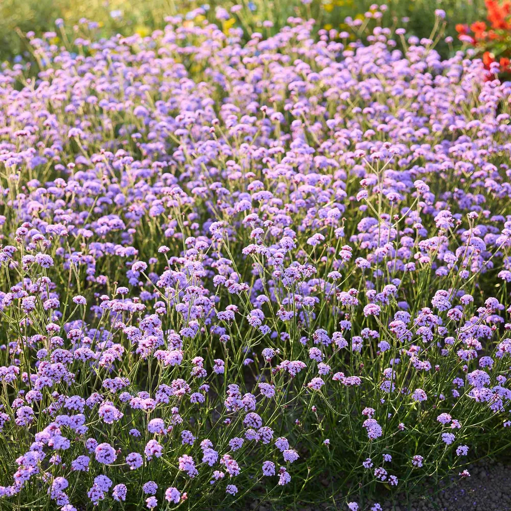 Vanity Verbena Flower Seeds for Outdoor Gardening