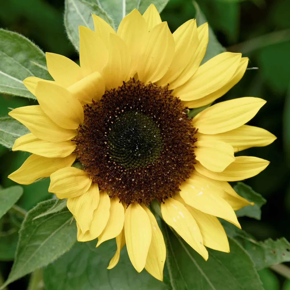 VEGSOW Sunflower Seeds - Sunset Lemon Mix
