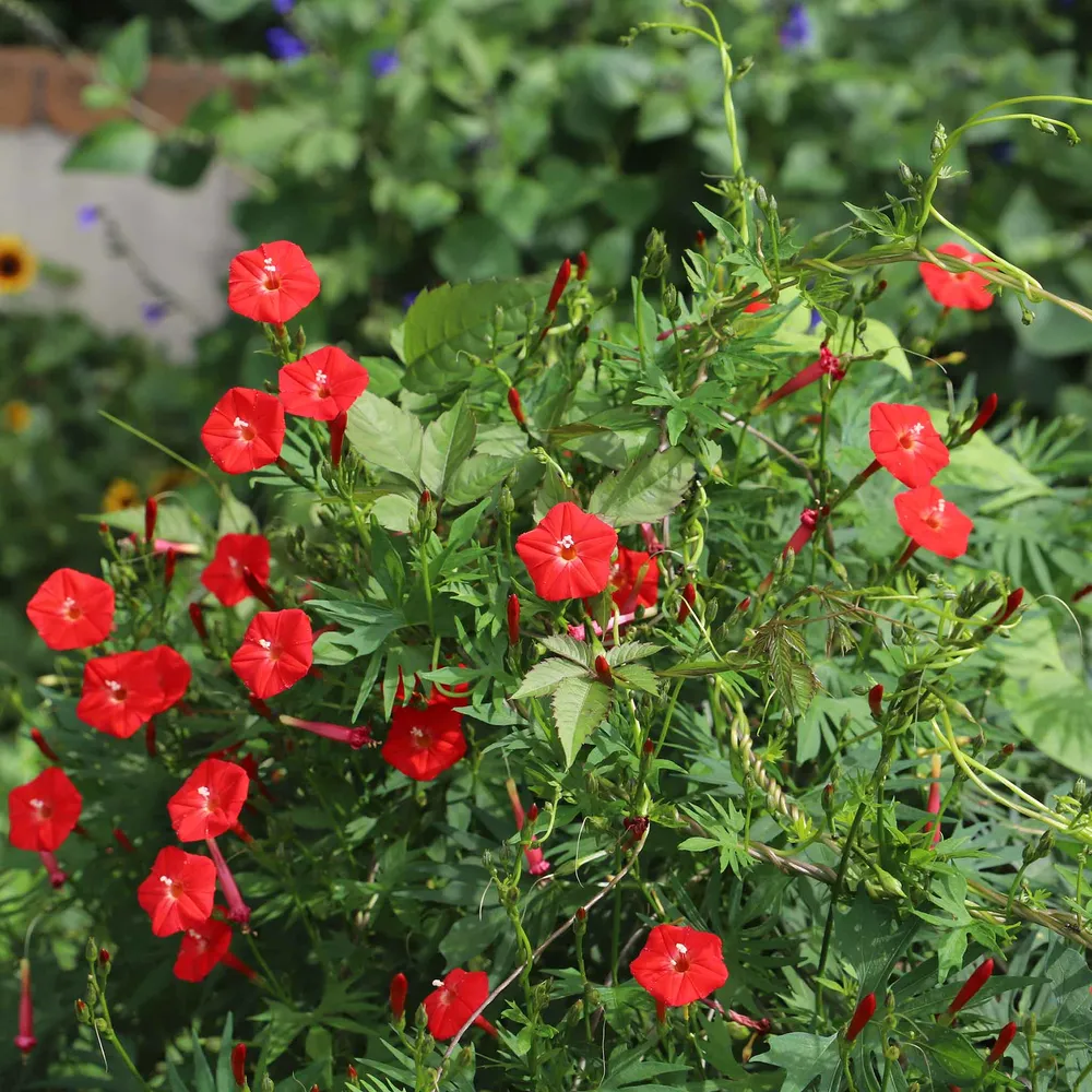 Cardinal Climber Seeds - Climbing Vine Flower Seeds for Garden Planting
