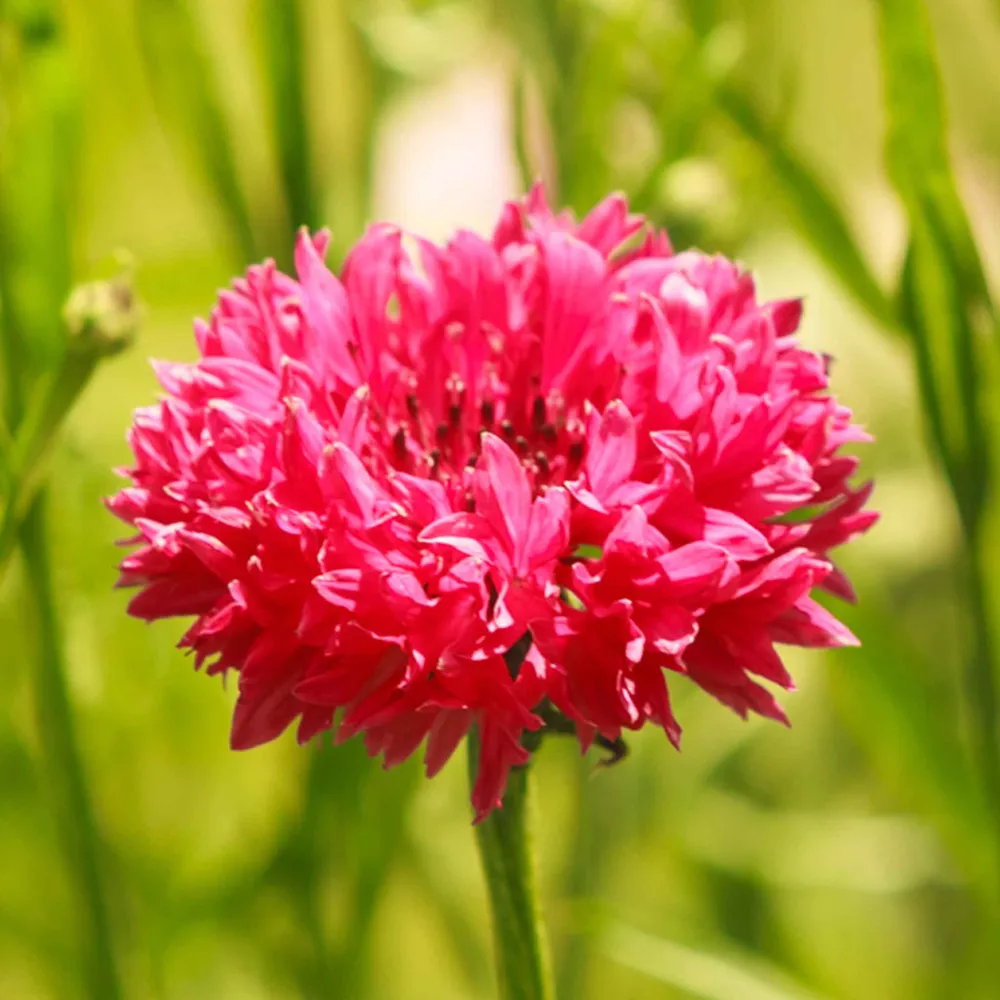 VEGSOW Tall Red Cornflower Seeds - Bachelor Button Heirloom Flower Seeds