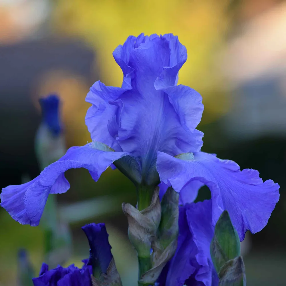 Sugar Blues Bearded Iris Bulbs - Perennial Flower Rhizomes