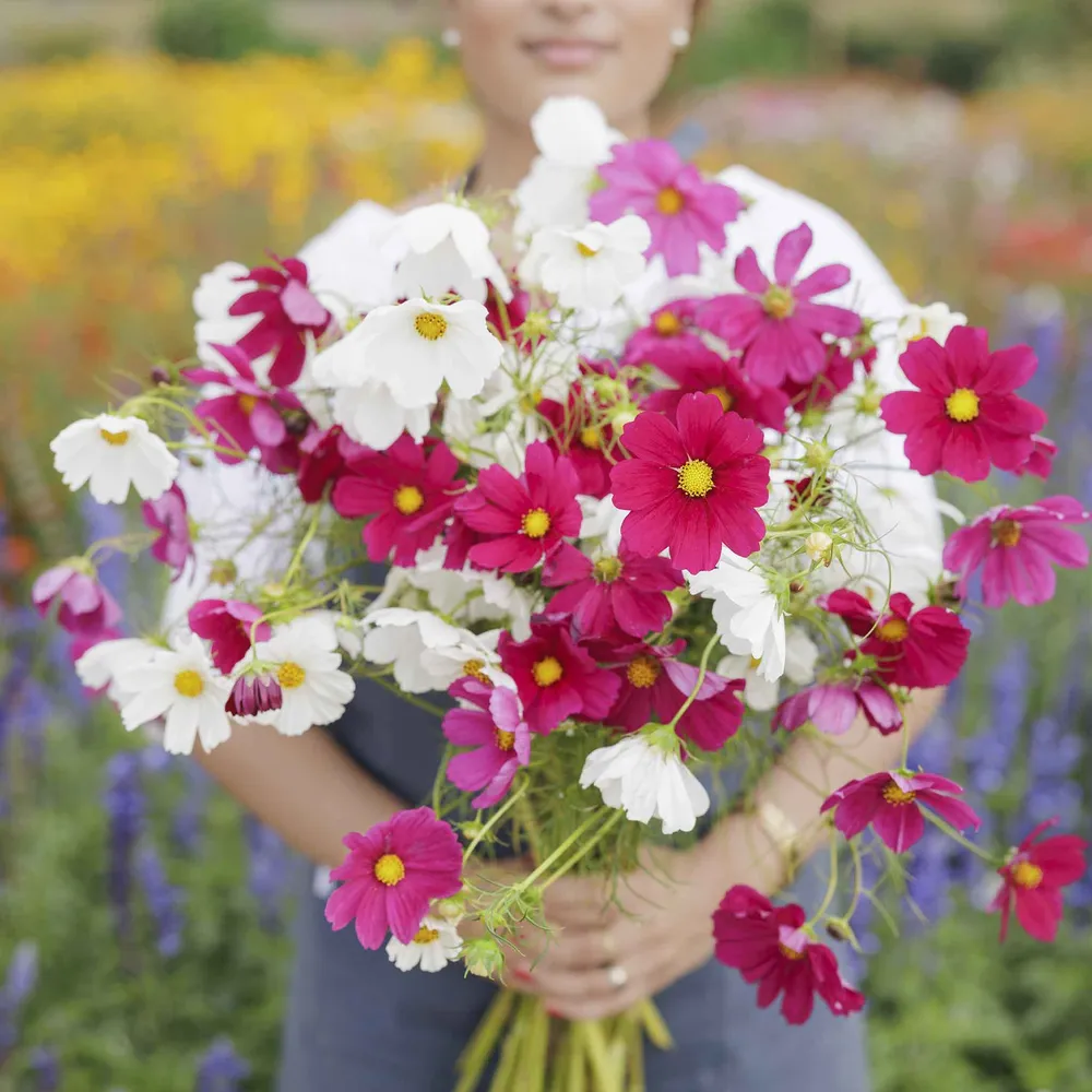 VEGSOW Cosmos Seeds - Hot Pink & White Mix