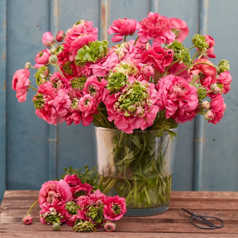 VEGSOW Super Green Rose Ranunculus Bulbs - High-Viability Flower Bulbs for Garden Planting