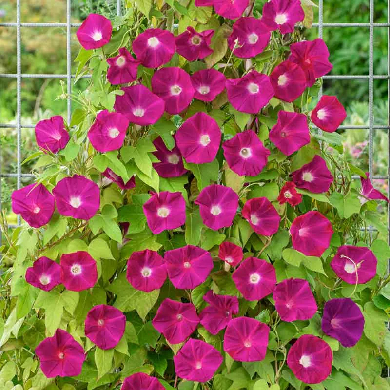 VEGSOW Scarlett O'Hara Morning Glory Seeds - Vibrant Heirloom Climbing Vine