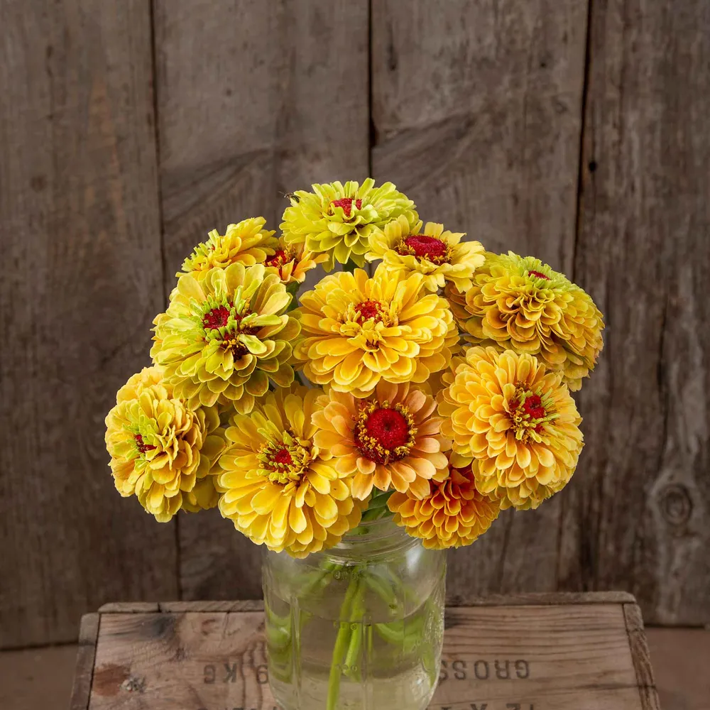 VEGSOW Queeny Lemon Peach Zinnia Seeds (Organic)
