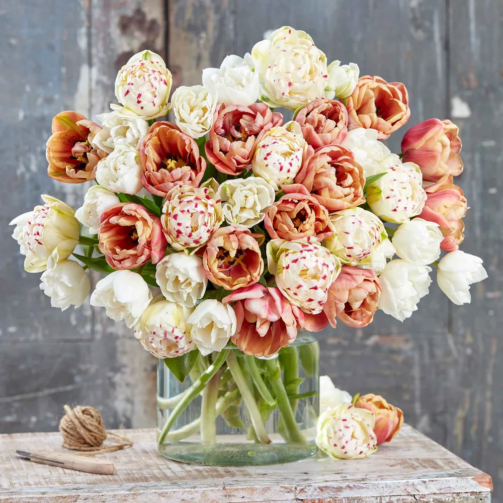 La Belle Epoque Romantic Mix Tulip Bulbs - Spring Flowering Heirloom Variety