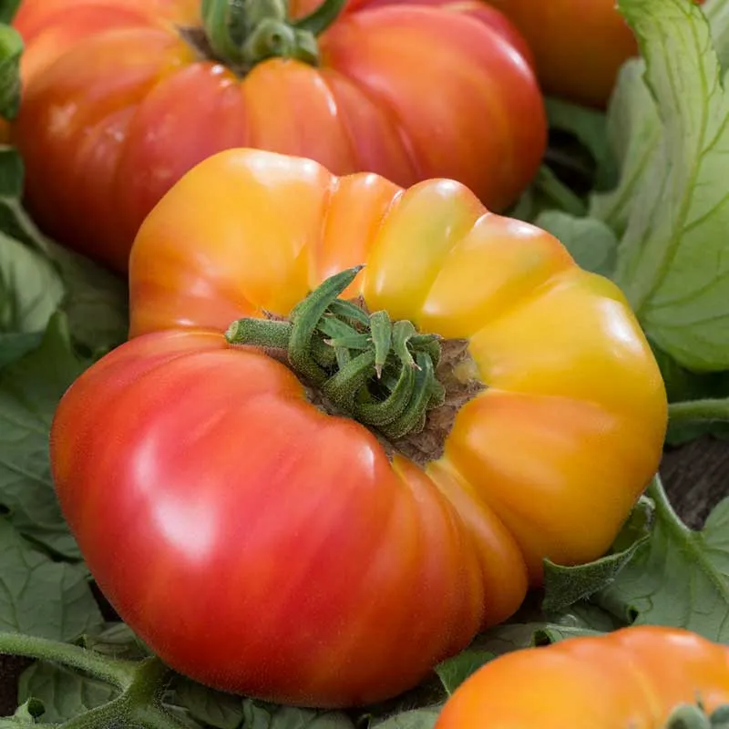 VEGSOW Kellogg's Breakfast Tomato Seeds - Heirloom Orange Beefsteak Variety