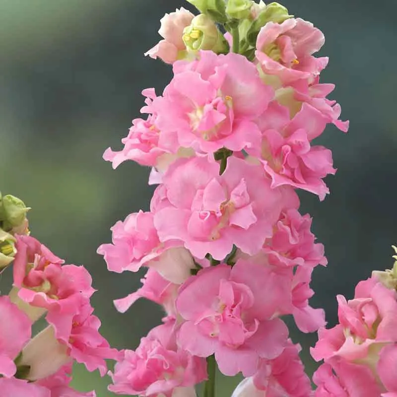 VEGSOW Snapdragon Seeds - Legend Double Pink