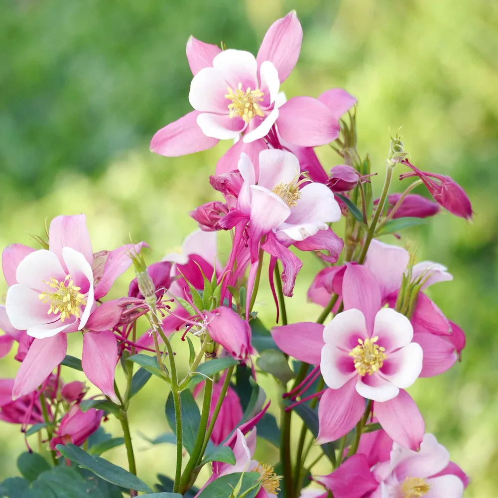VEGSOW Columbine Seeds - Rose Star