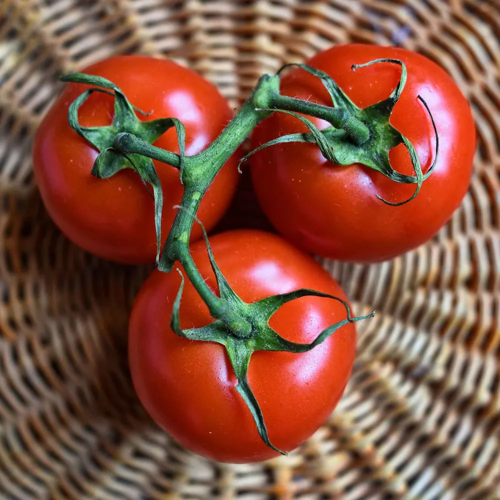 VEGSOW Organic Floradade Tomato Seeds - Heirloom Vegetable Seeds
