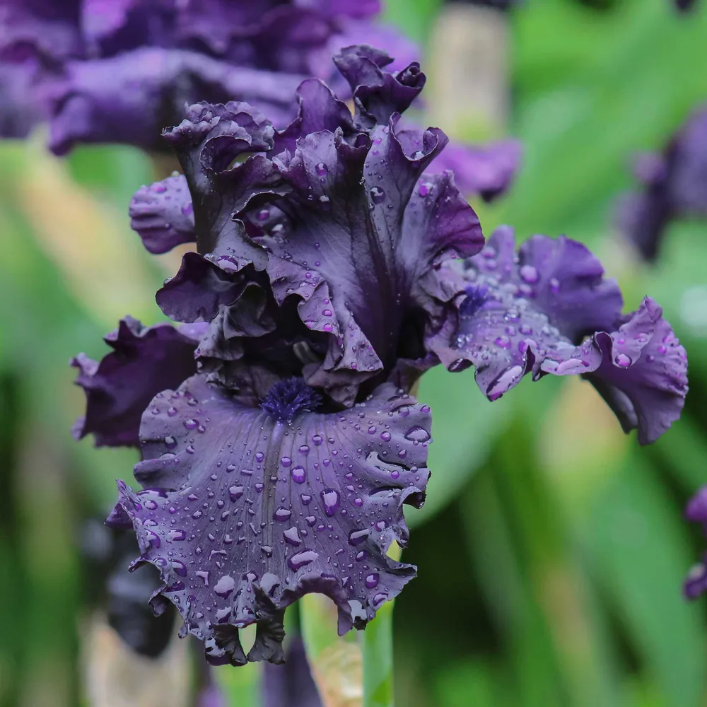 VEGSOW Bearded Iris Bulbs - All Night Long