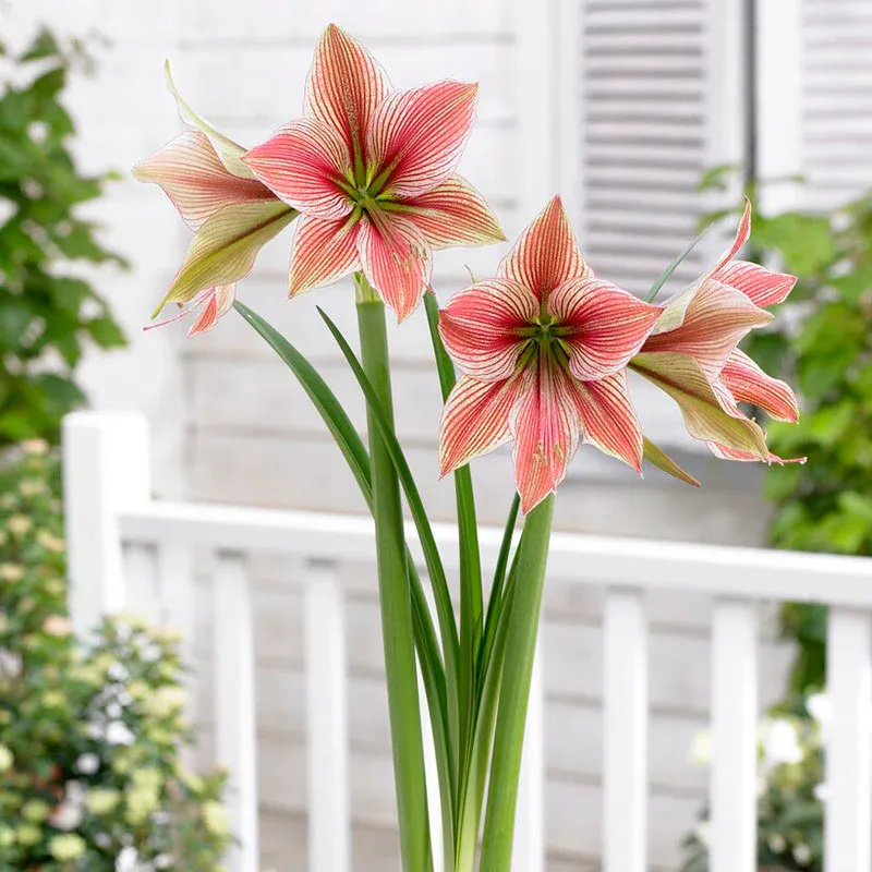 VEGSOW Amaryllis Bulbs - Exotic Star