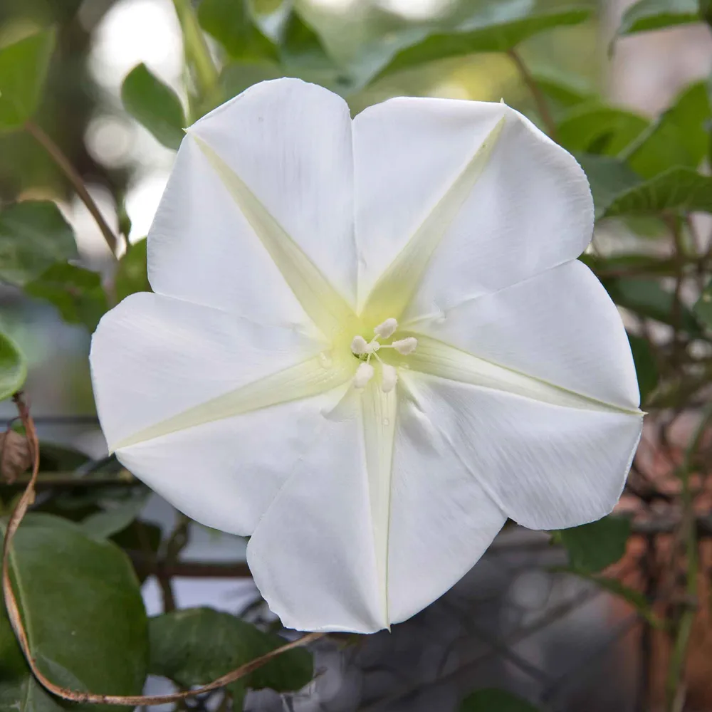 VEGSOW Moonflower Seeds - Fragrant Night-Blooming Climbing Vine