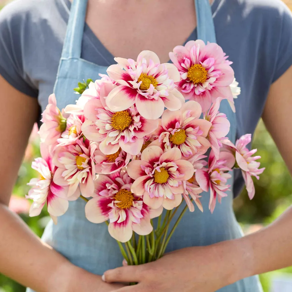 VEGSOW Rhubarb & Custard Collarette Dahlia Tubers - Perennial Flower Bulbs