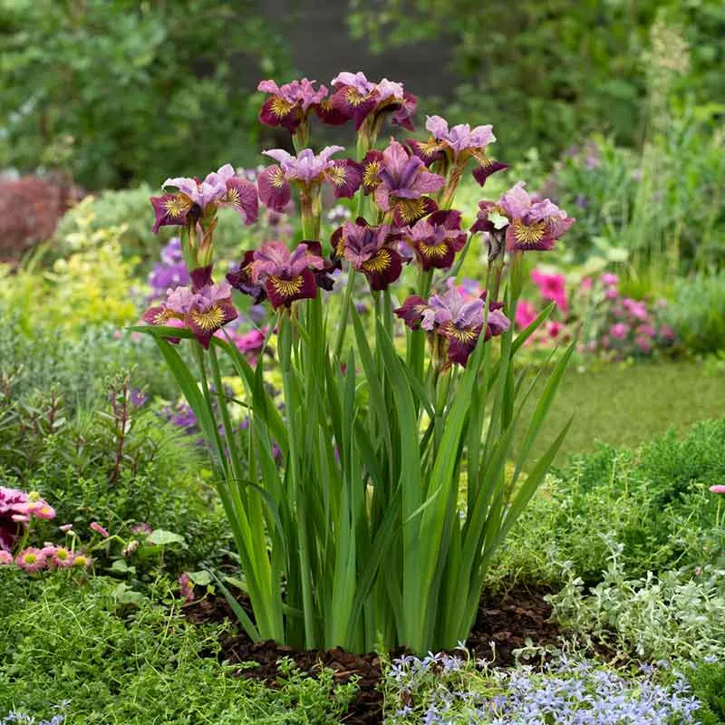 Siberian Iris Roots - Miss Apple