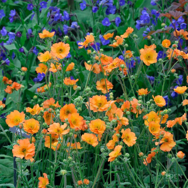 VEGSOW Geum Roots - Totally Tangerine Perennial Bare Roots