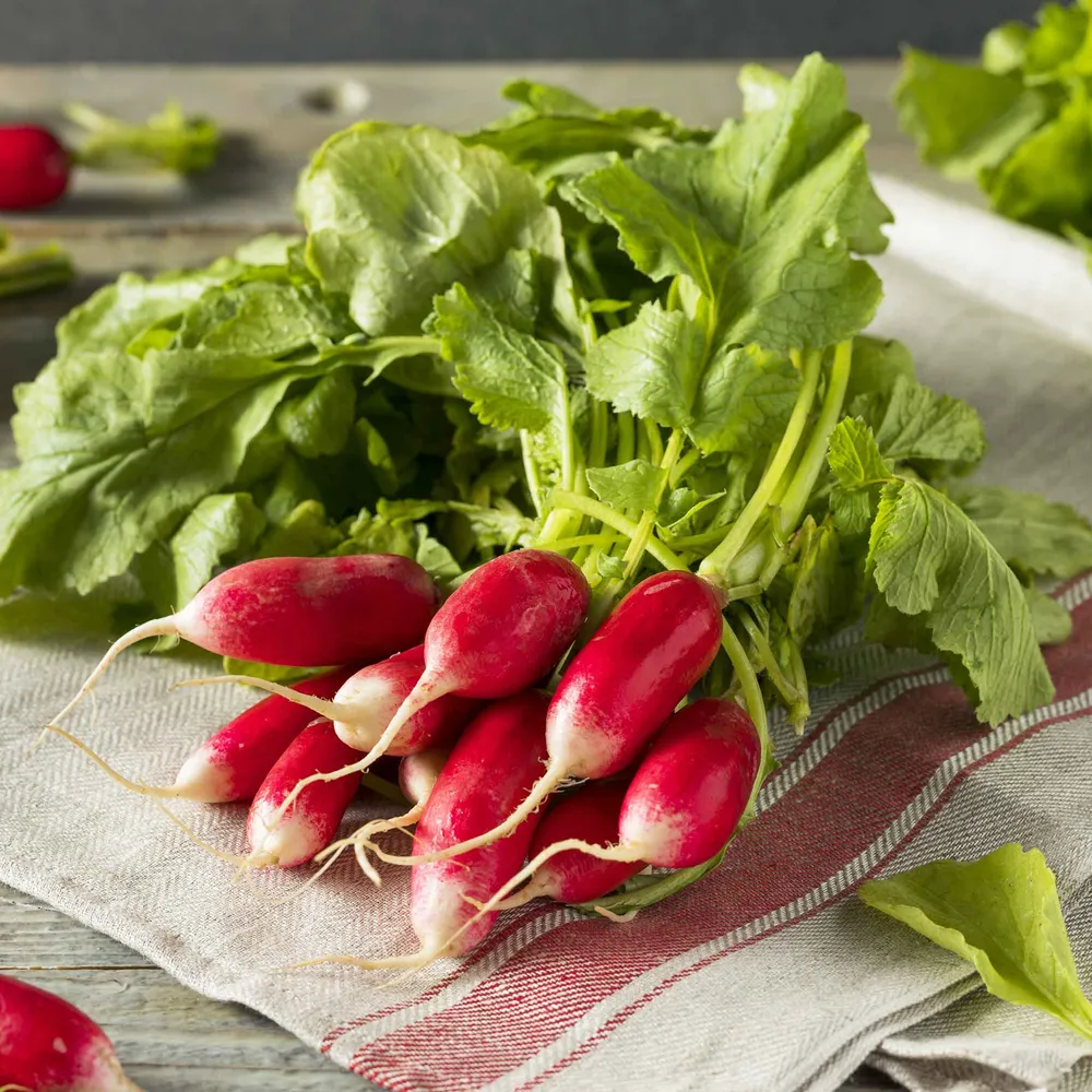 VEGSOW French Breakfast Radish Seeds - Heirloom Vegetable Seeds