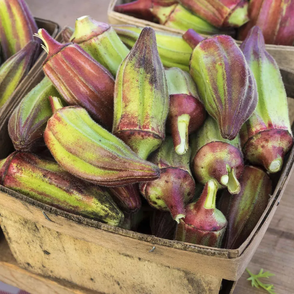 VEGSOW Hill Country Red Okra Seeds - Heirloom Vegetable Seeds