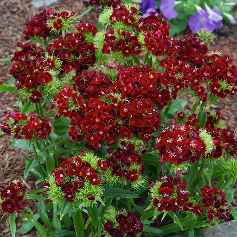 Sweet William Seeds - Dunetti Variety