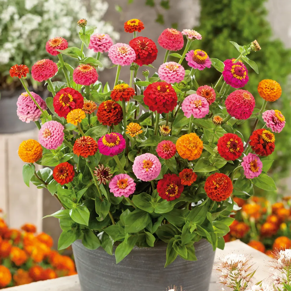 VEGSOW Thumbelina Zinnia Seeds - Organic Dwarf Mix