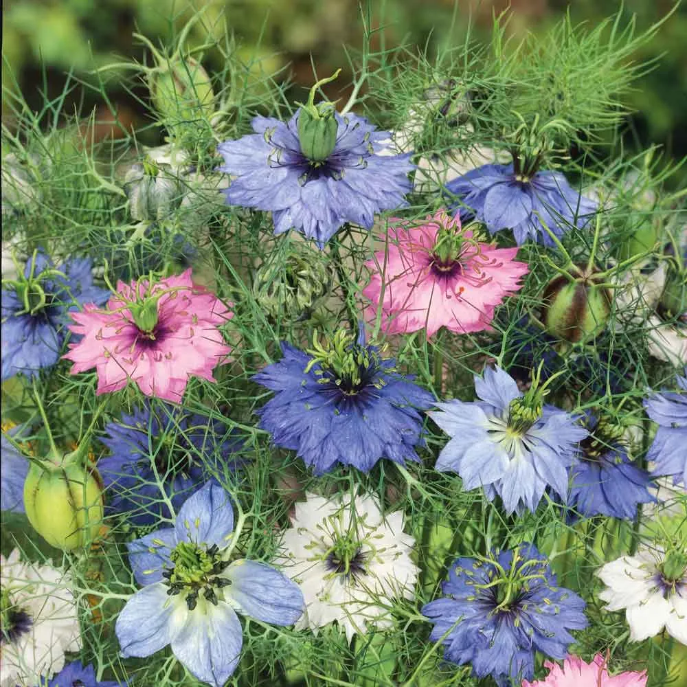 VEGSOW Love in a Mist Seeds - Mixed Colors Nigella Damascena