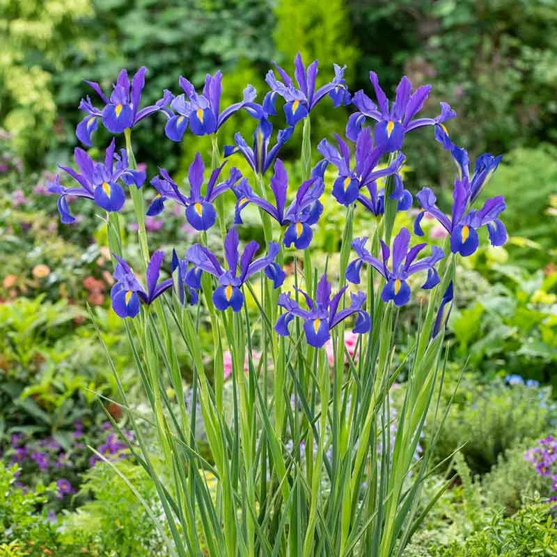 VEGSOW Dutch Iris Bulbs - Discovery Variety