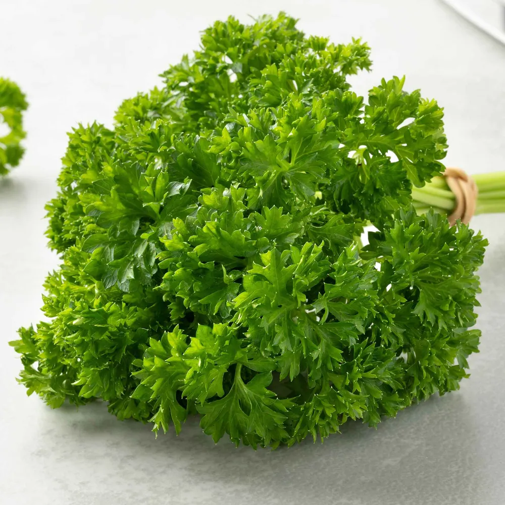 VEGSOW Paramount Parsley Seeds - Heirloom Herb Seeds for Home Gardening