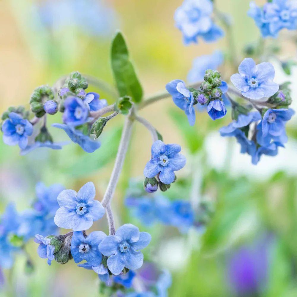 VEGSOW Chinese Forget Me Not Seeds (Cynoglossum Amabile) for Garden Planting