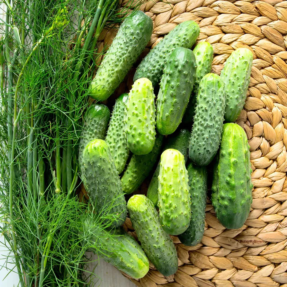 VEGSOW Cucumber Seeds (Pickling) - SMR 58