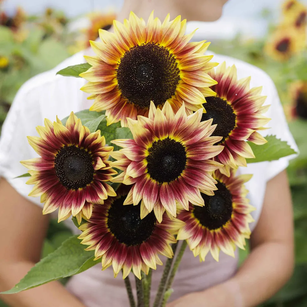 VEGSOW Desert Sun Sunflower Seeds - Heirloom Variety for Garden Planting