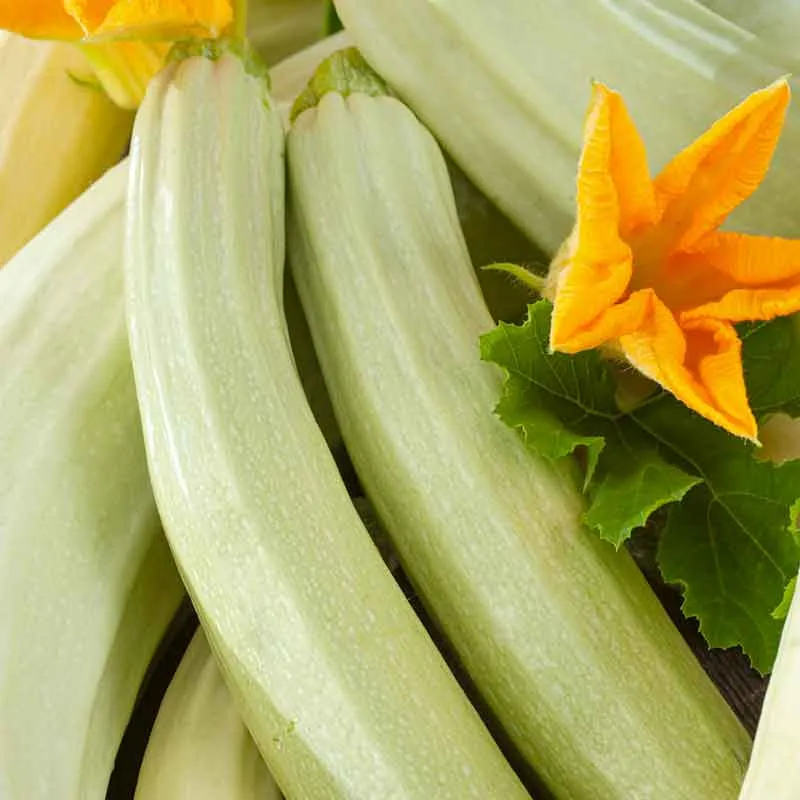 VEGSOW Lungo Bianco Summer Squash Seeds - Cylindrical Heirloom Variety