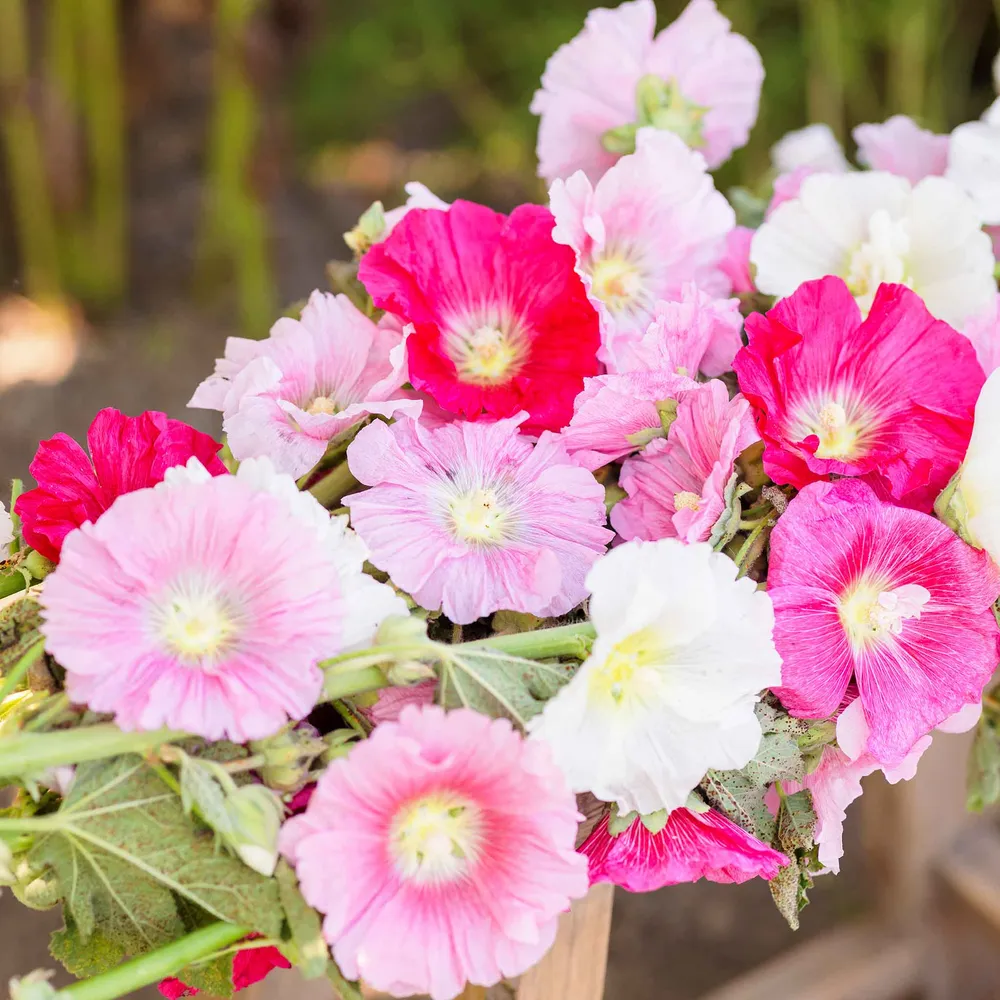 Hollyhock Seeds - Summer Carnival Mix - Heirloom Flower Variety