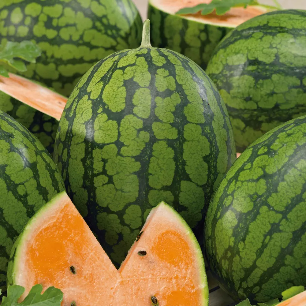 VEGSOW Tendersweet Orange Watermelon Seeds - Organic Heirloom Variety
