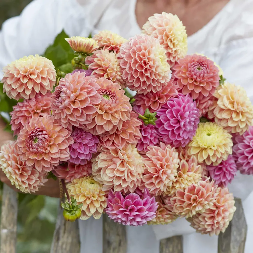 VEGSOW Dahlia Tubers - Linda's Mix