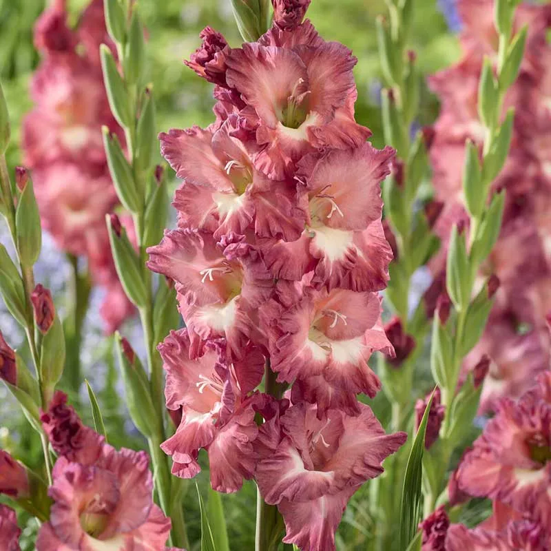 VEGSOW Gladiolus Flower Bulbs - Cappuccino Variety