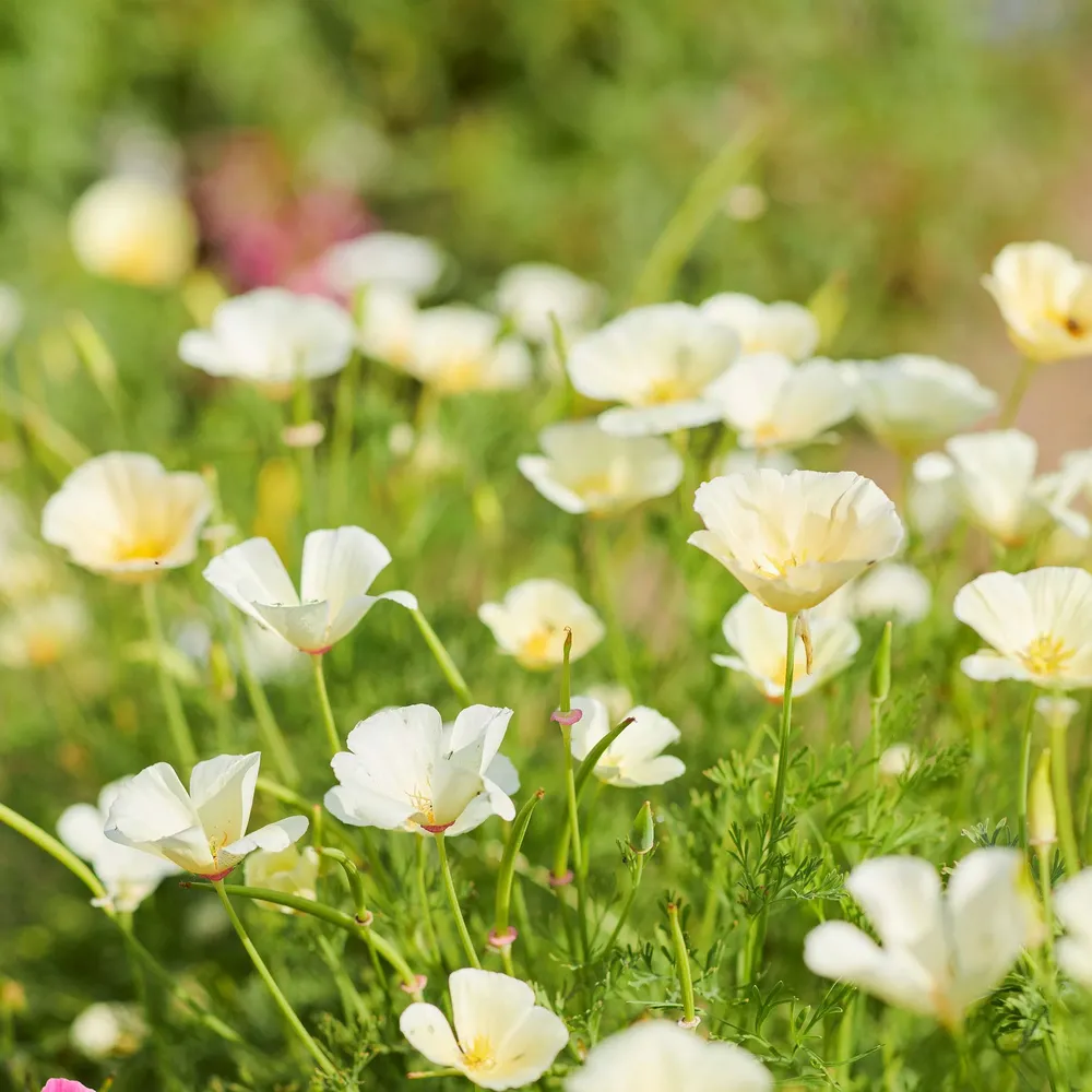 VEGSOW California Poppy Seeds - Ivory Castle